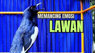 PANCINGAN KACER TERBAIK bikin Semua Jenis Kacer LANGSUNG KONSLET, Terapi Kacer Agar GACOR NGEPLONG