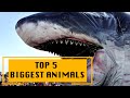 TOP 5 Biggest Animals