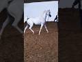 Legendary Multi Champion Arabian Horse 👑🐎🔥حصان عربي أسطوري بطل دولي عدة مرات 👑🐎🔥#ArabianHorse