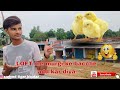 LOFT me murgi ke bacche add kar diya #youtubeshorts #pigeon #pigeonlover @syed.tiger.kbutar._2823 #youtube