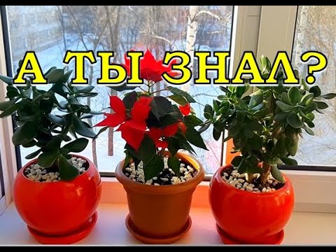 Видео: Poinsettias не ядовиты