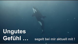 Orcas und Kosten EP 42 by Plan B Hamburg 22,293 views 1 year ago 26 minutes