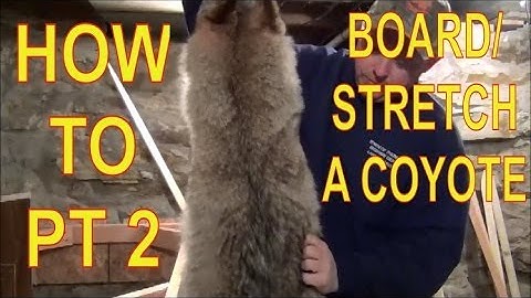 HOW TO BOARD/STRETCH A COYOTE PT 2! FUR HANDLING! TURNING AND FINISHING