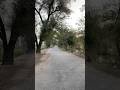 Morning walk on Canal Bank: Punjab Scenes 2026 #saroadcover #vlogs