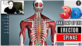 3D Anatomy Of The Erector Spinae Muscle Group