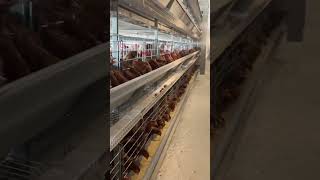 #cage #케이지 #닭장 #산란계케이지 #중국추천제품 #최저가판매 #한국대리점