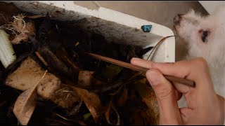 COMPOSTING AT HOME 1/3 – DIY vlog asmr