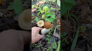 красноголовик#42