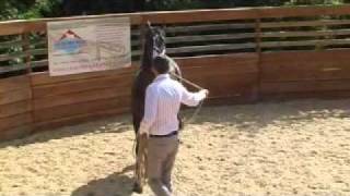 Michael Peace - Assessing the unrideable horse - session 1