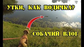 Собачий ВЛОГ: Сёма говорит с УТКАМИ. Собачий ВЛОГ: Сёма говорит с УТКАМИ.