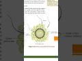 Ovam surrounded by few sperms #most imp for 12th,neet #biology#ncert