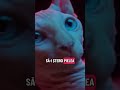 #pisicasfinx #sphynxcat #catcaretips #catshorts #pisici #pisică #pisica #cats