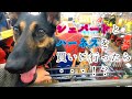 シェパード犬とドライブ用ハーネスを買いに行ったら・・・！？【German Shepherd】 Let's Go Shopping to Get a Harness for My Dog