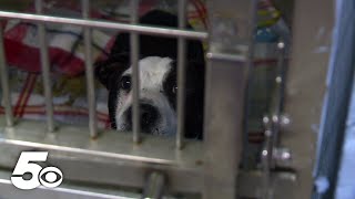 Fayetteville Animal Services is looking for homes for 13 dogs abandoned in a van