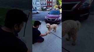 When talented buddy shakes hand #fyp #buddy #goldendoodle #pet #dog #love