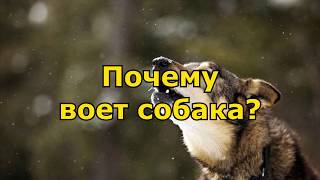 Почему воет собака?