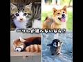 一つしか選べないなら? #動物 #可愛い #犬 #猫 #癒し #バズれ