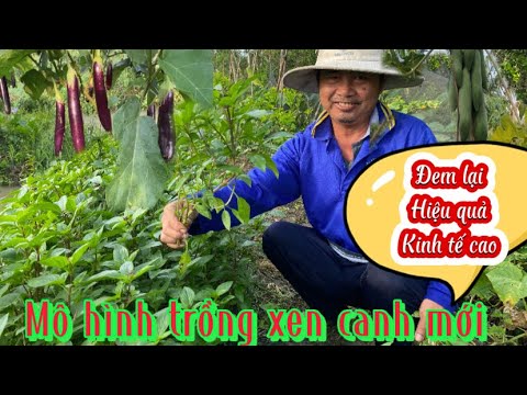 Video: Trồng xen trong vườn: Mẹo về trồng xen và làm vườn thâm canh