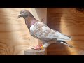 New Racing Pigeon Unboxing @MOUATOLIFE 