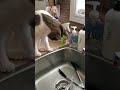 Almanzo plays in the kitchen sink