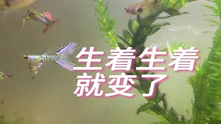 孔雀鱼遗传规律 各种颜色和花纹是否可以保留红色最简单紫色最难