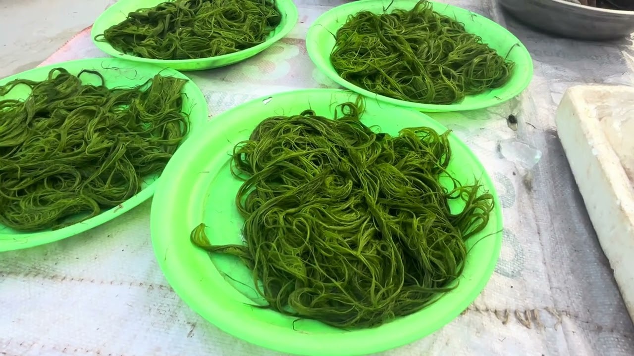 Local Market! #Wild Animal #Wild Bird #Wild Fruit #Wild Watchers #Paksan #Bolikhamsai #Laos