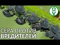 ВСЯ ПРАВДА ПРО КОЛЛОИДНУЮ СЕРУ Вам НУЖНА коллоидная сера ВСЯ ПРАВДА ПРО КОЛЛОИДНУЮ СЕРУ Вам НУЖНА коллоидная сера