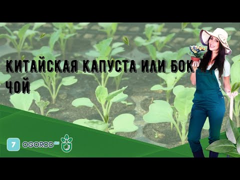 Китайская капуста или Бок Чой
