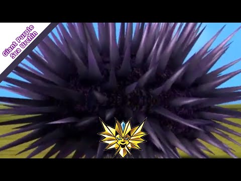 Giant Purple Sea Urchin gameplay. Strong animal kaiser max4 | 百獣