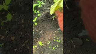 Discover the Secret Life of Cucumbers and Ants