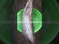 CÁ LEO SÔNG - ĐẶC SẢN CÁ SÔNG THIÊN NHIÊN AN GIANG - SDT 0776491574