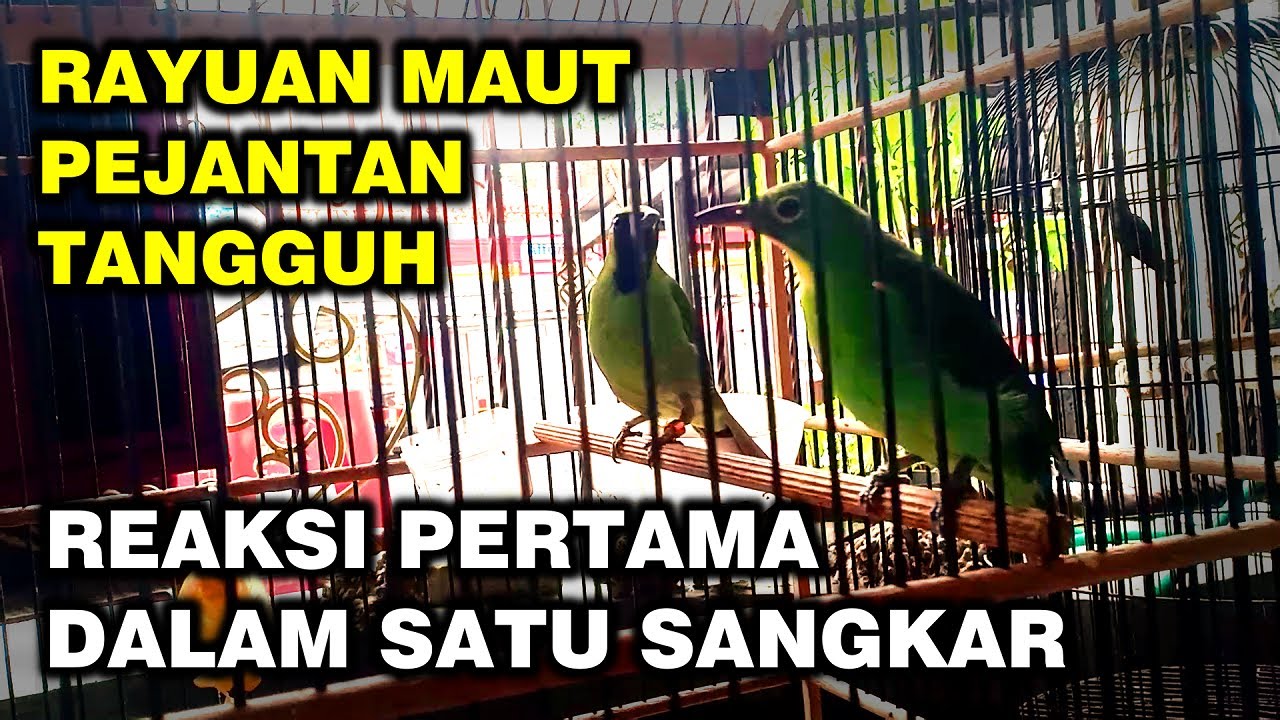 MENJODOHKAN CUCAK IJO DALAM SANGKAR KECIL, PERHATIKAN REAKSINYA, TERNAK