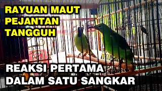 MENJODOHKAN CUCAK IJO DALAM SANGKAR KECIL, PERHATIKAN REAKSINYA, TERNAK CUCAK IJO