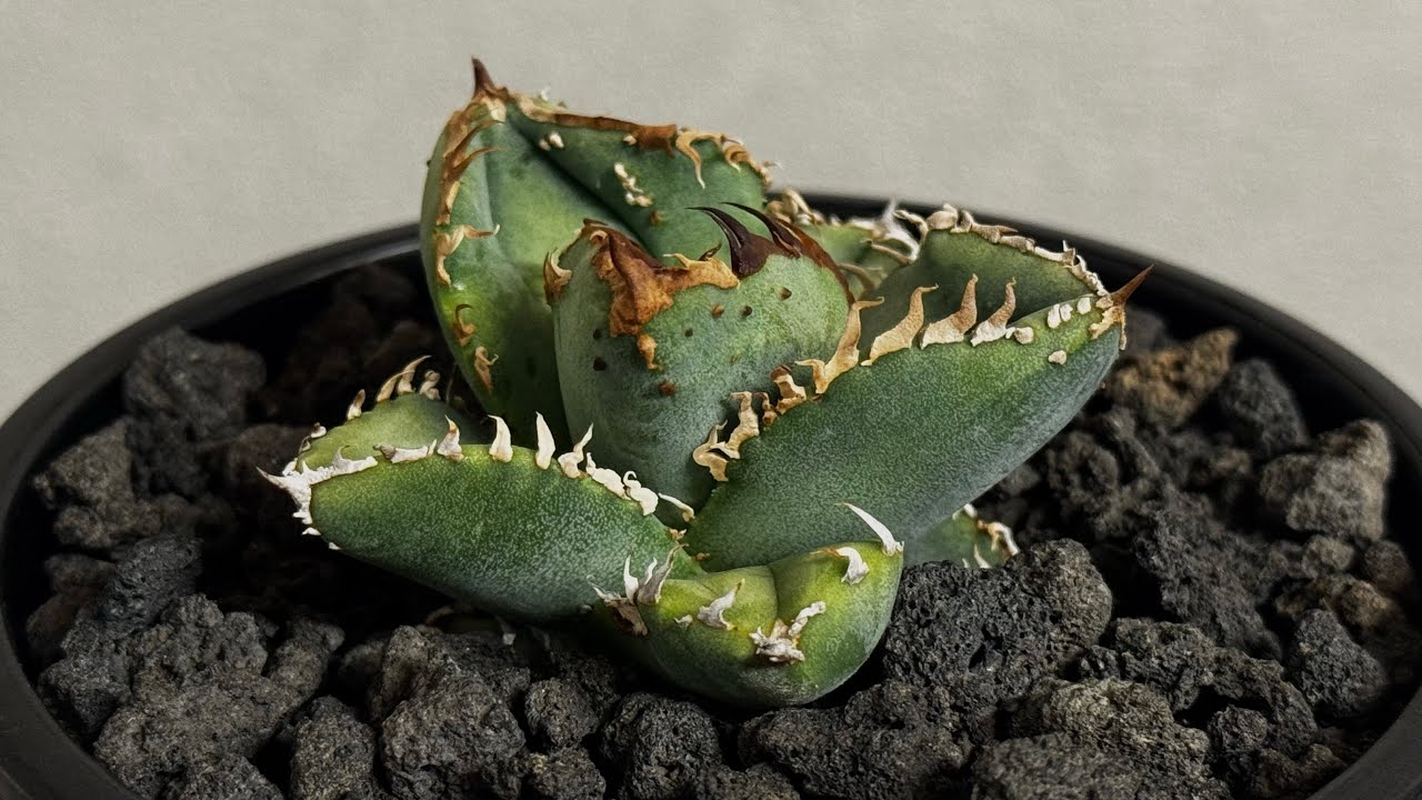 20260219 アガベ・チタノタ 麻花（芽）-030｜agave Twist Dragon/Ma