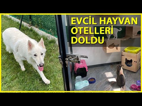 Video: Evcil Hayvanınızı Sizinle Kanserle Savaşmaya Zorlamak Haksızlıktır