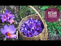 || Saffron Cultivation In Kinnaur HP||(Kesar Badam Burfi Recipe)