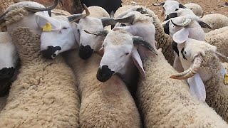 خيرات موجودة في سوق الاسبوعي الاثنين ابن احمد نقدم لكم 🐏خروف حولى تاريخ تصوير 29/4/2024