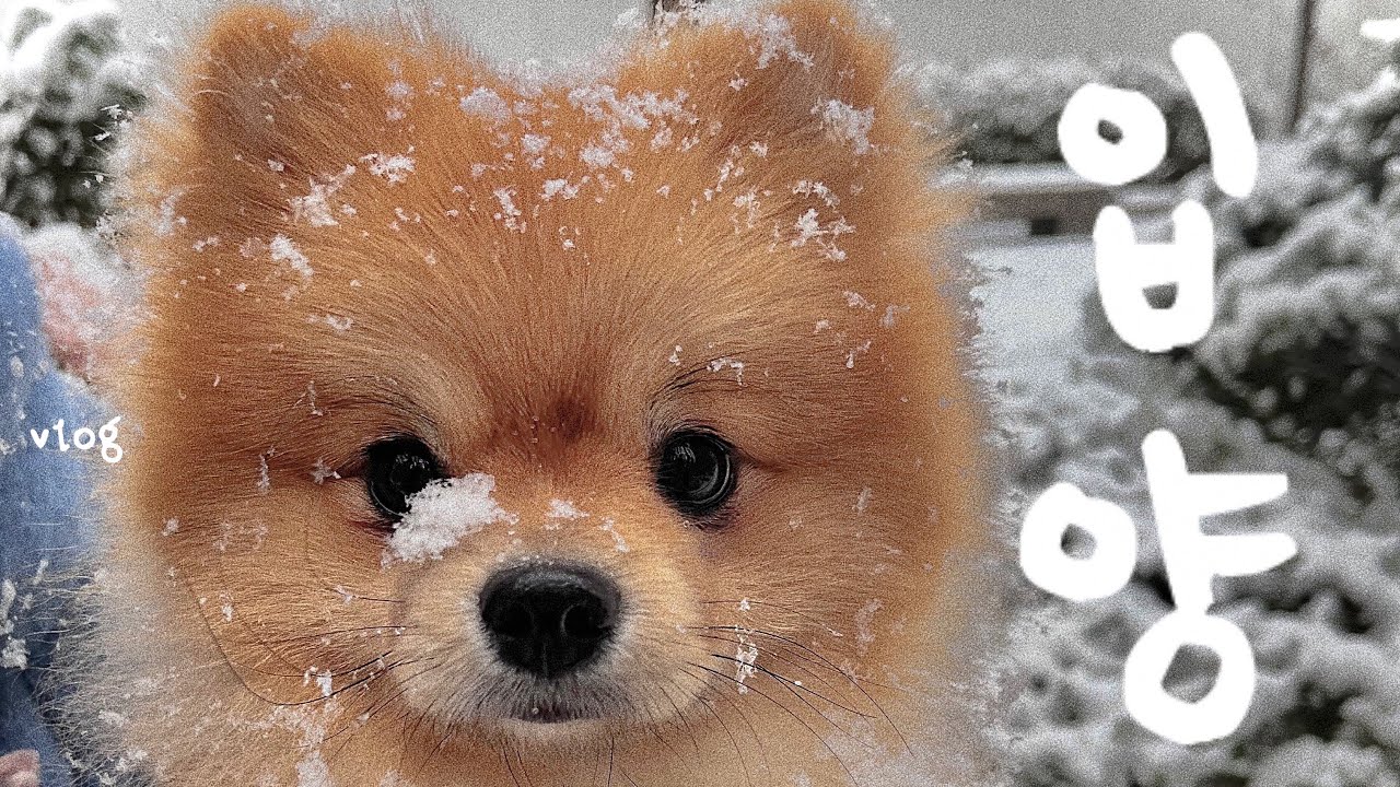 [vlog] 호기심천국 강아지를 주웠다..🍼우리 땅콩부터 뗄까? 아빠에게 맡겨^^(유기견 입양 브이로그, 태오 육아일기 Start.!)