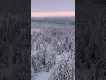 Winter In Remote and Frozen Forests Of Norway