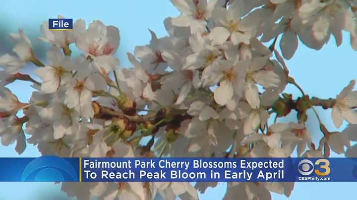 Fairmount Park Cherry Blossoms Expected To Reach Peak Bloom In Early April