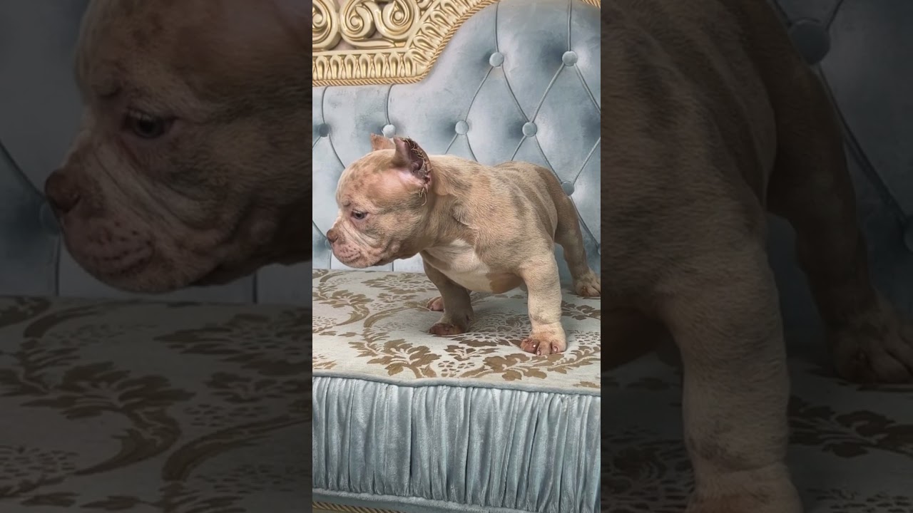 Малыш микро булли СМУРФИК ждём достойную семью 