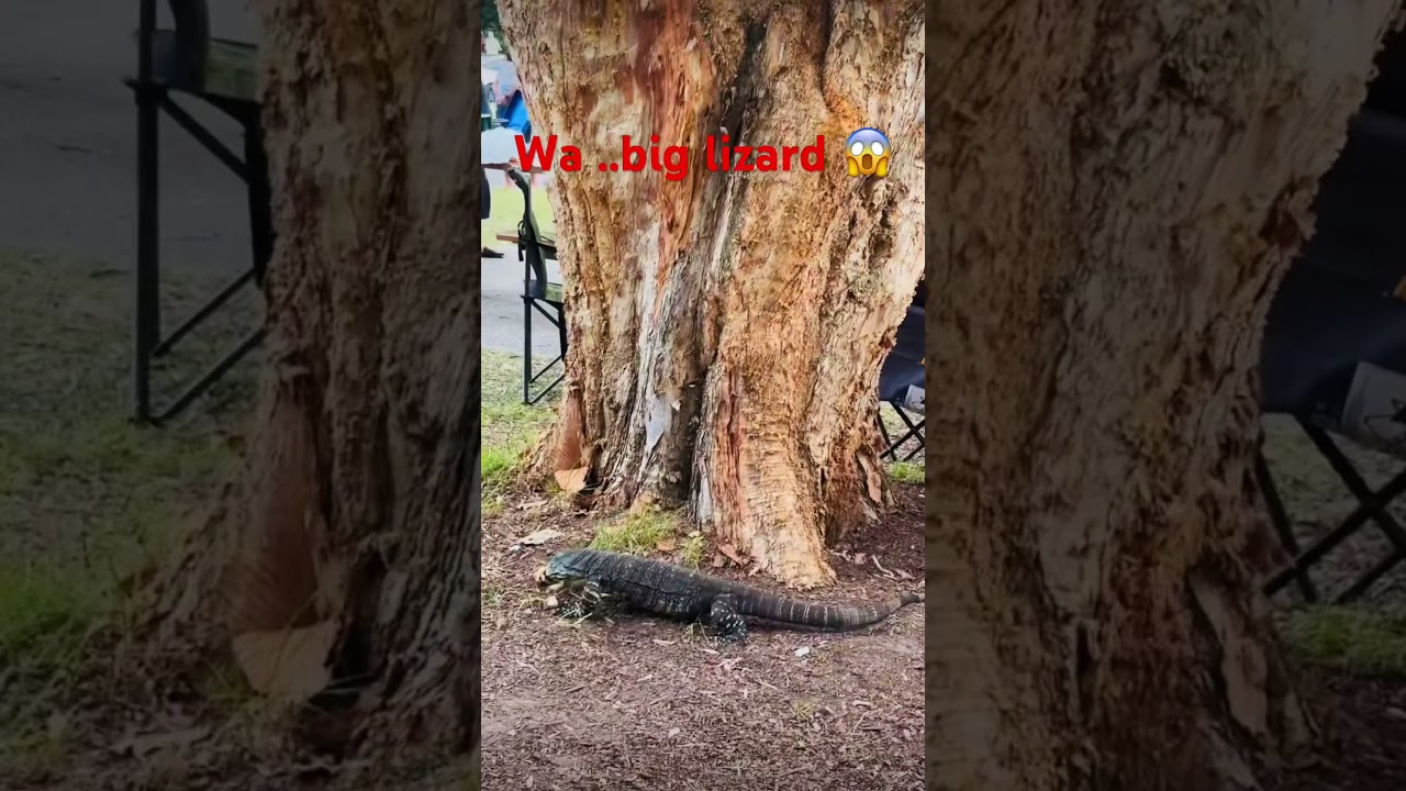 a big lizard 😱