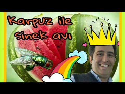 KARPUZ İLE SİNEK