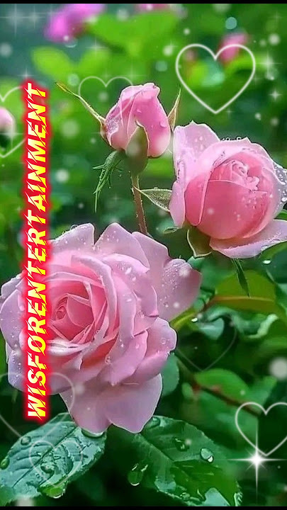 Beautiful natural💐🌺flowers garden #natureflowers #ytstus #trending #shorts  #flowers  #shortsfeed