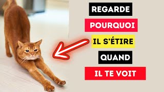 POURQUOI les chats S'ÉTIRENT Quand Ils Vous Voient ? by HistoireDesAnimaux 96 views 2 months ago 2 minutes, 18 seconds