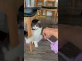 Our adopted cat got a new toy!! *His reaction*