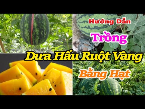 Video: Dưa Hấu Màu Vàng Thông tin: Trồng Dưa Hấu Màu Vàng