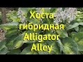 Хоста гибридная Аллигатор Алле. Краткий обзор, описание характеристик Alligator Alley