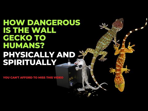 Video: Este șopârla periculoasă pentru om?