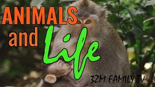 ANIMALS  AND LIFE || 3ZM FAMILY TV by 3ZM FAMILY TV 662 views 2 years ago 30 minutes
